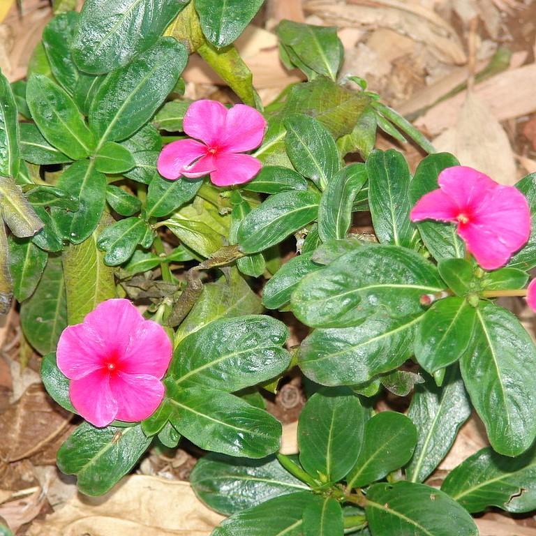 Catharanthus roseus 'Cora Cascade Magenta' ~ Cora® Cascade Magenta Vinca-ServeScape