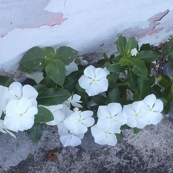 Catharanthus roseus 'Cora Cascade White' ~ Cora® Cascade White Vinca-ServeScape