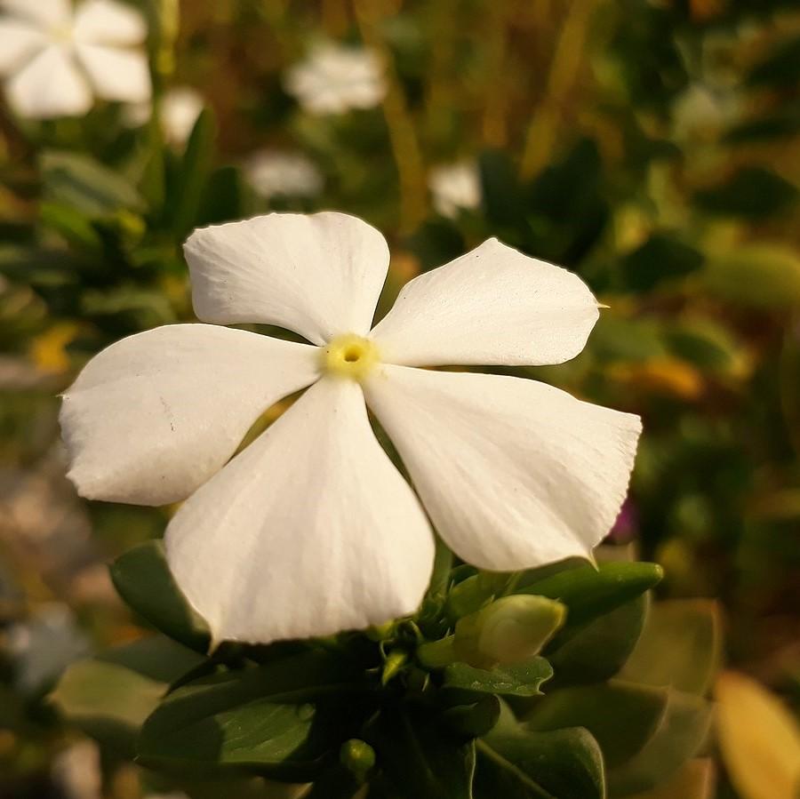 Catharanthus roseus 'Cora Cascade White' ~ Cora® Cascade White Vinca-ServeScape