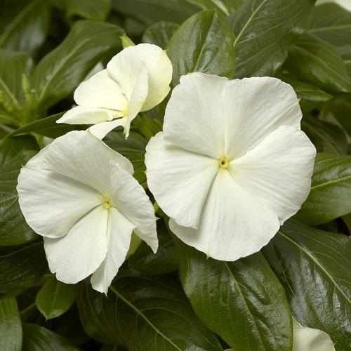 Catharanthus roseus 'Cora Cascade White' ~ Cora® Cascade White Vinca-ServeScape