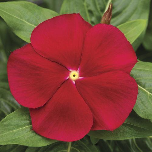 Catharanthus roseus 'Cora Red' ~ Cora® Red Vinca-ServeScape