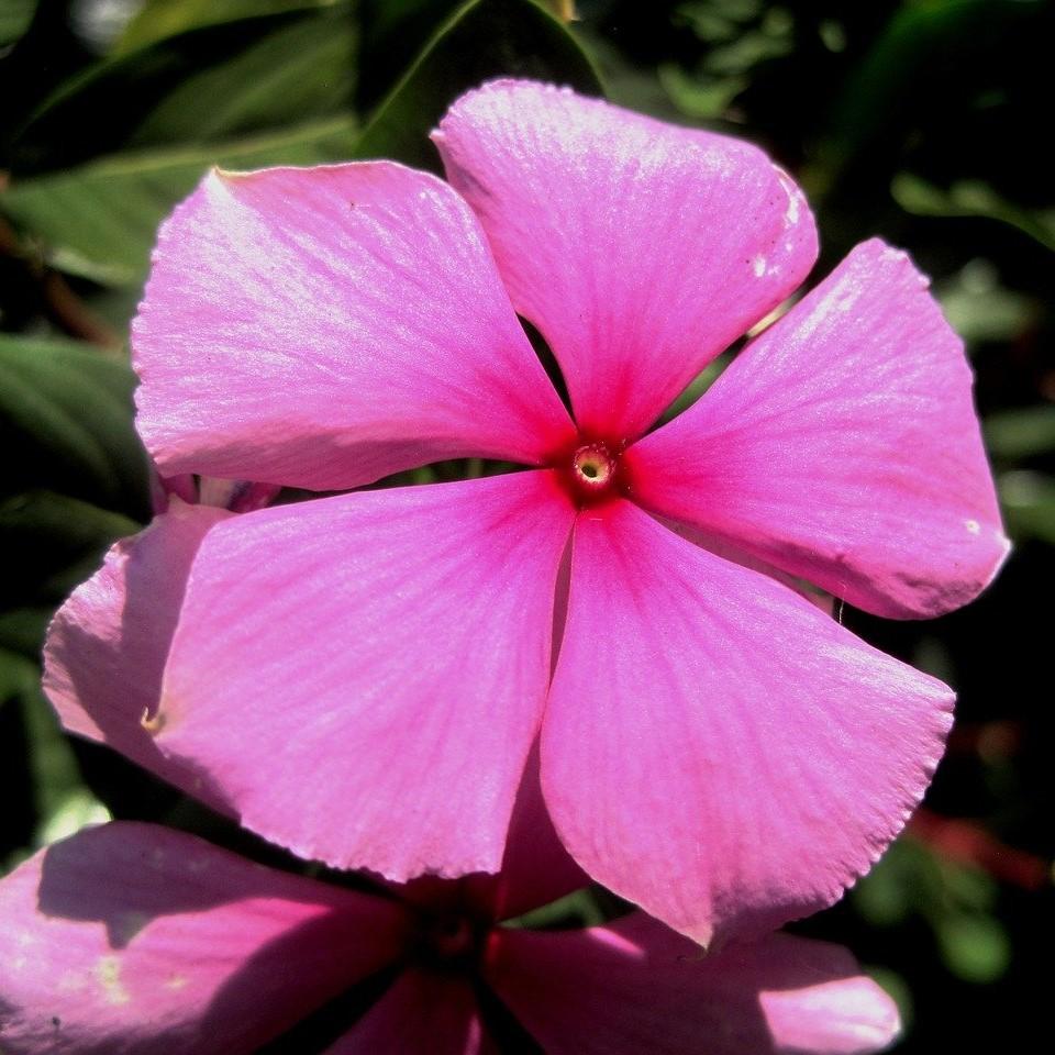 Catharanthus roseus 'Coral XDR Deep Strawberry' ~ Cora® XDR Deep Strawberry Vinca-ServeScape