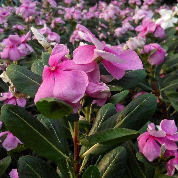 Catharanthus roseus 'Coral XDR Deep Strawberry' ~ Cora® XDR Deep Strawberry Vinca-ServeScape