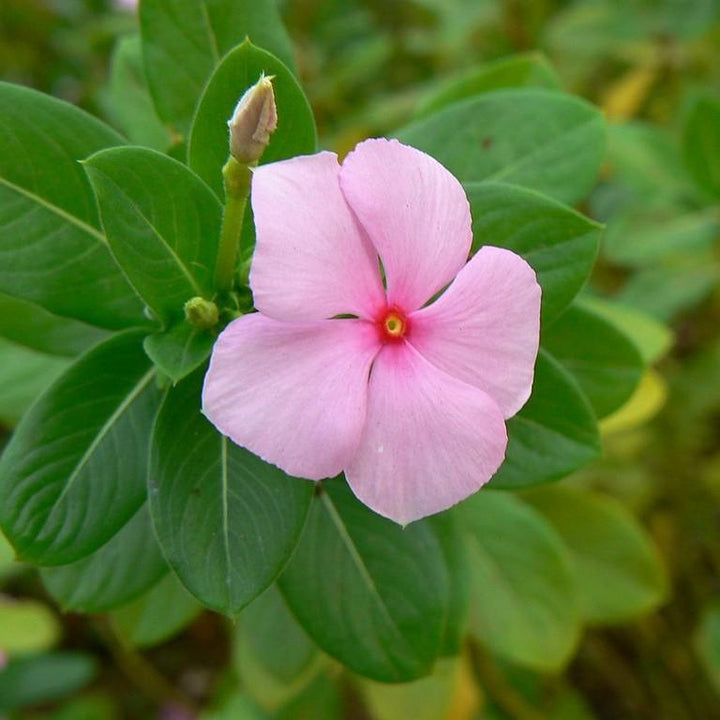 Catharanthus roseus 'Coral XDR Light Pink' ~ Cora® XDR Light Pink Vinca-ServeScape