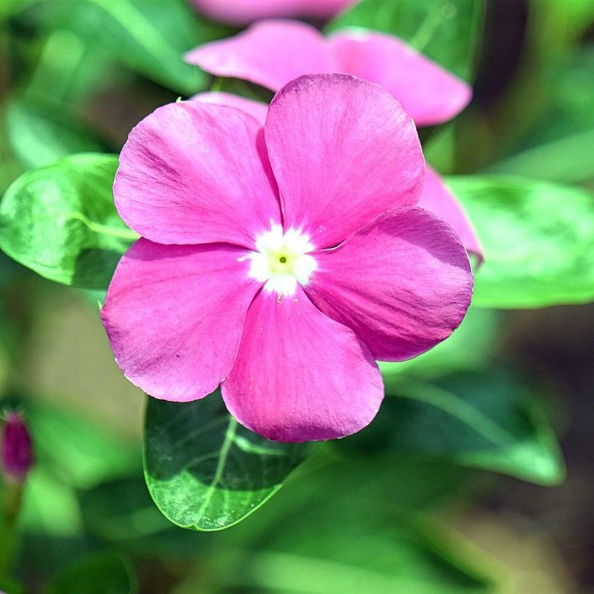 Catharanthus roseus 'Coral XDR Orchid' ~ Cora® XDR Orchid Vinca-ServeScape