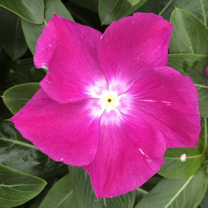 Catharanthus roseus 'Cora XDR Orchid' ~ Cora® XDR Orchid Vinca-ServeScape