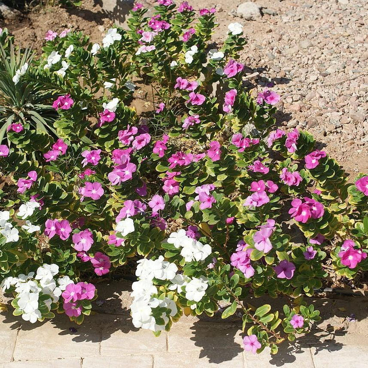 Catharanthus roseus 'Coral XDR Orchid' ~ Cora® XDR Orchid Vinca-ServeScape