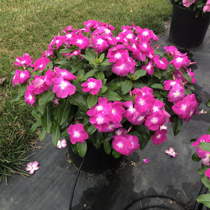 Catharanthus roseus 'Cora XDR Orchid' ~ Cora® XDR Orchid Vinca-ServeScape