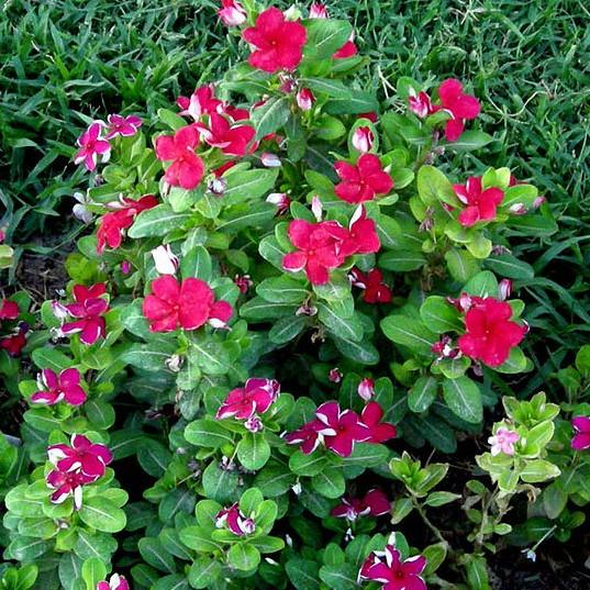 Catharanthus roseus 'Coral XDR Punch' ~ Cora® XDR Punch Vinca-ServeScape