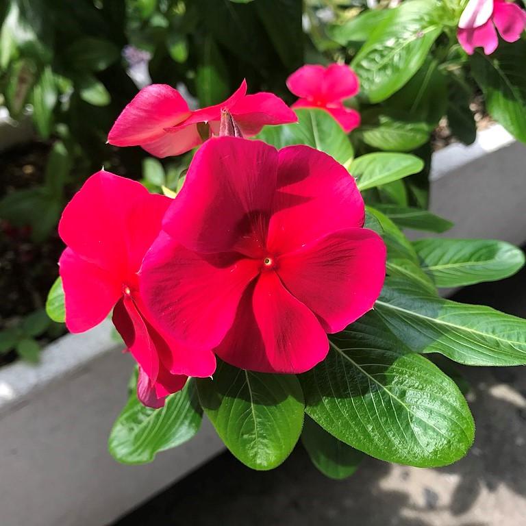 Catharanthus roseus 'Coral XDR Punch' ~ Cora® XDR Punch Vinca-ServeScape