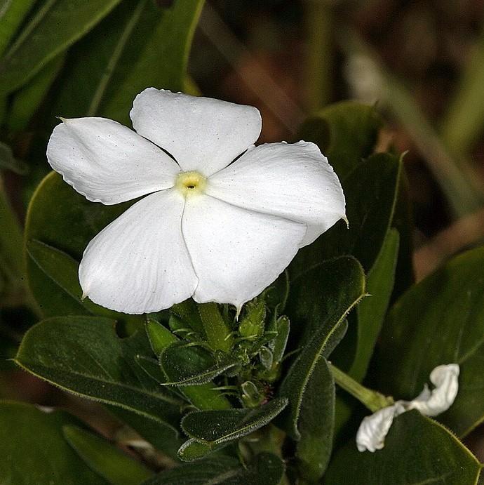 Catharanthus roseus 'Coral XDR White' ~ Cora® XDR White Vinca-ServeScape