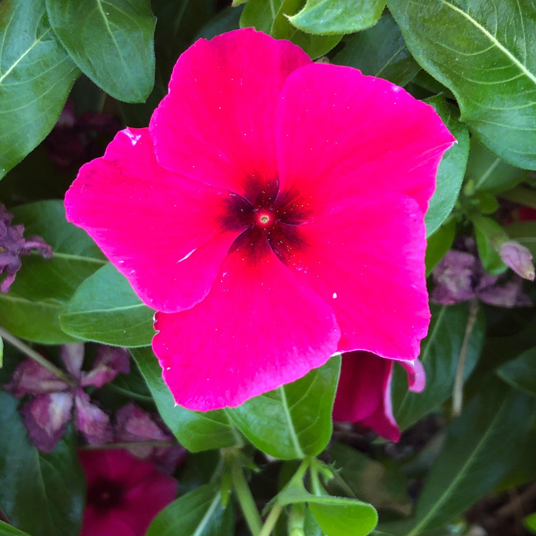 Catharanthus roseus 'PAS1192838' ~ Tattoo™ Black Cherry Vinca-ServeScape