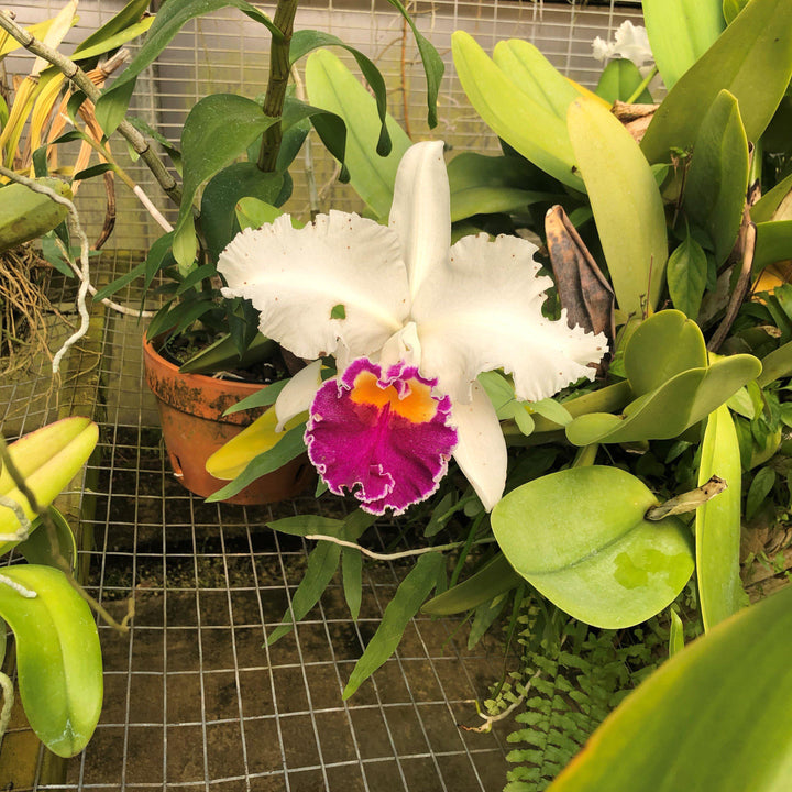 Cattleya hybrid ~ Cattleya Orchid-ServeScape