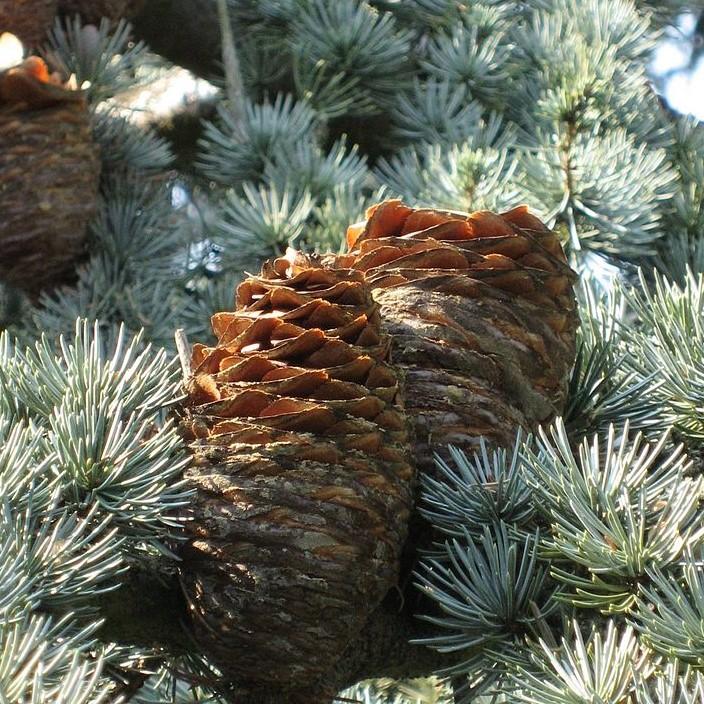 Ball-shaped yew (Taxus baccata), Atlas Cedar (Cedrus atlantica