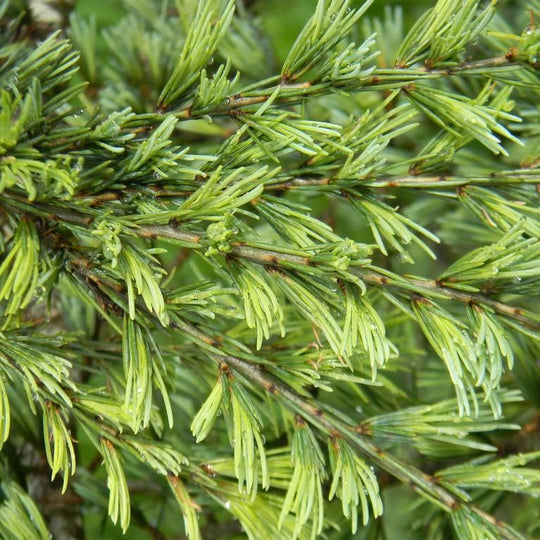 Karl Fuchs Deodar Cedar, Himalayan Cedar Cedrus deodara 'Karl Fuchs