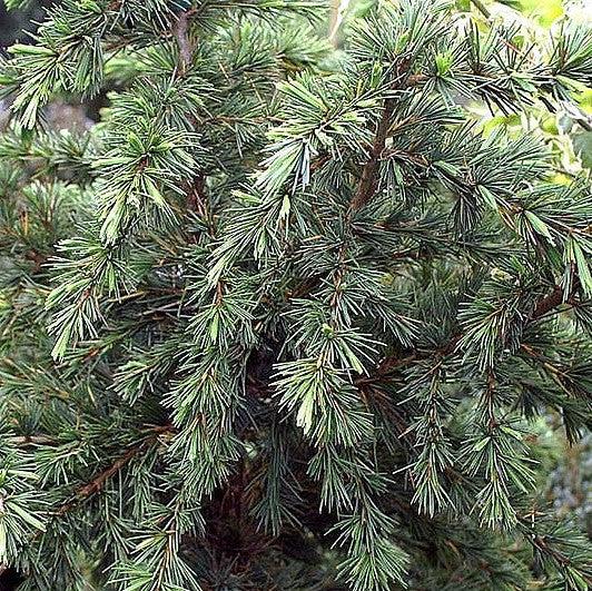 Cedrus deodara 'Divinely Blue' ~ Divinely Blue Deodar Cedar-ServeScape