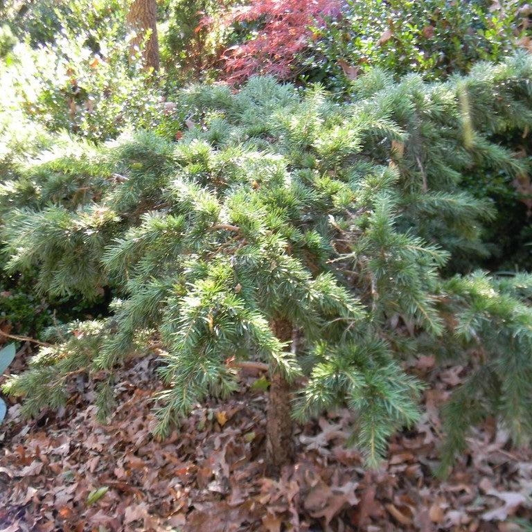 Cedrus deodara 'Divinely Blue' ~ Divinely Blue Deodar Cedar-ServeScape