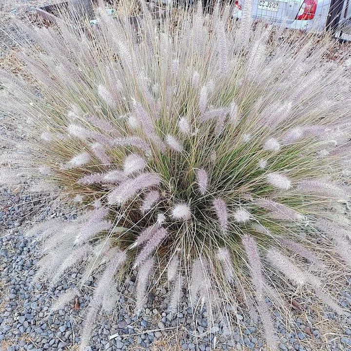 Pennisetum setaceum ~ Fountain Grass-ServeScape