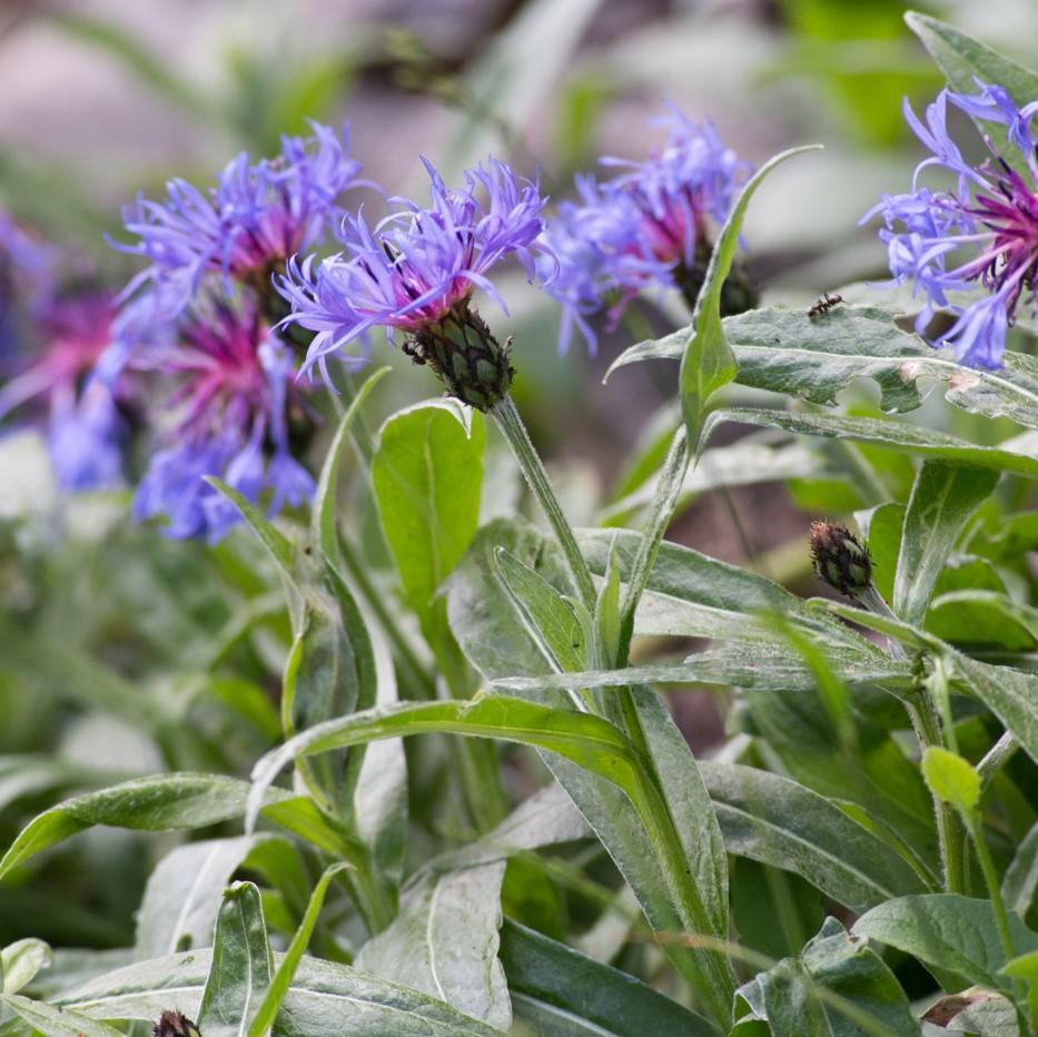 Centaurea montana ~ Mountain Bleut-ServeScape