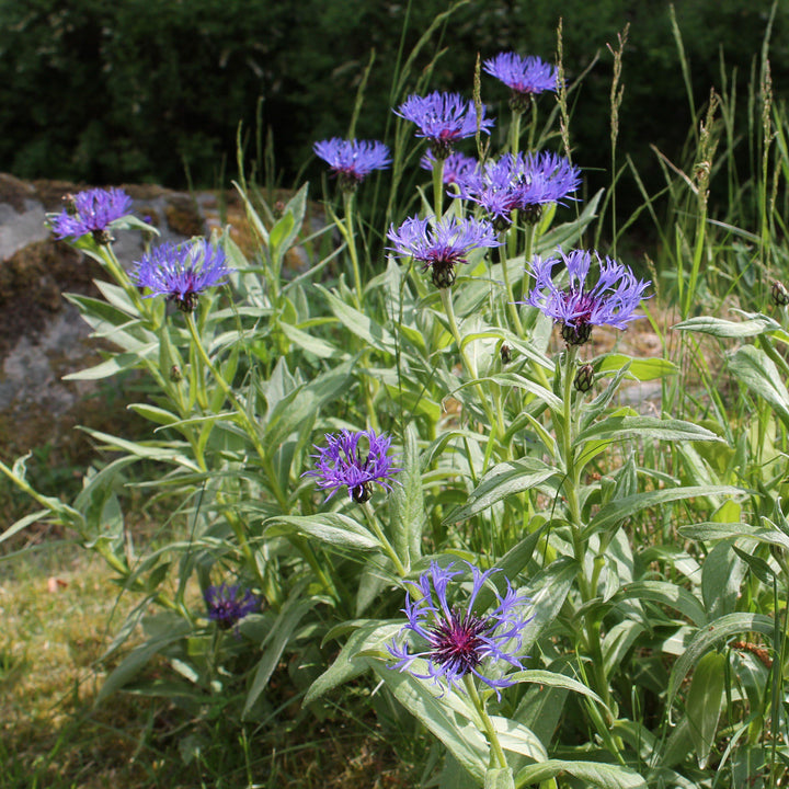 Centaurea montana ~ Mountain Bleut - Delivered By ServeScape