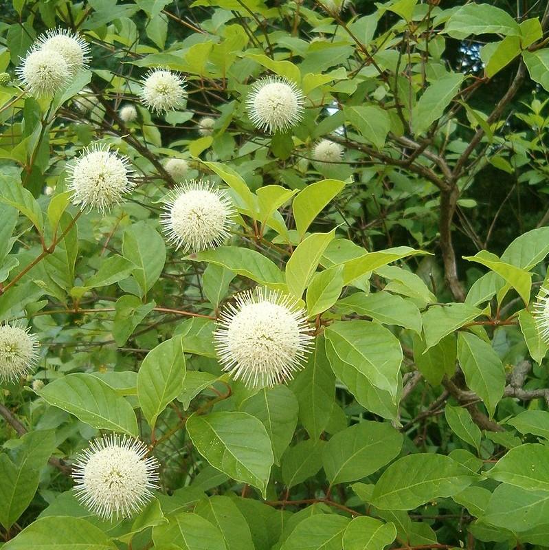 Cephalanthus occidentalis ~ Buttonbush-ServeScape