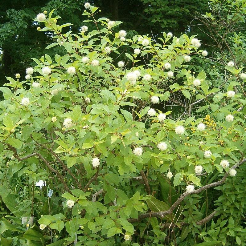 Cephalanthus occidentalis ~ Buttonbush-ServeScape