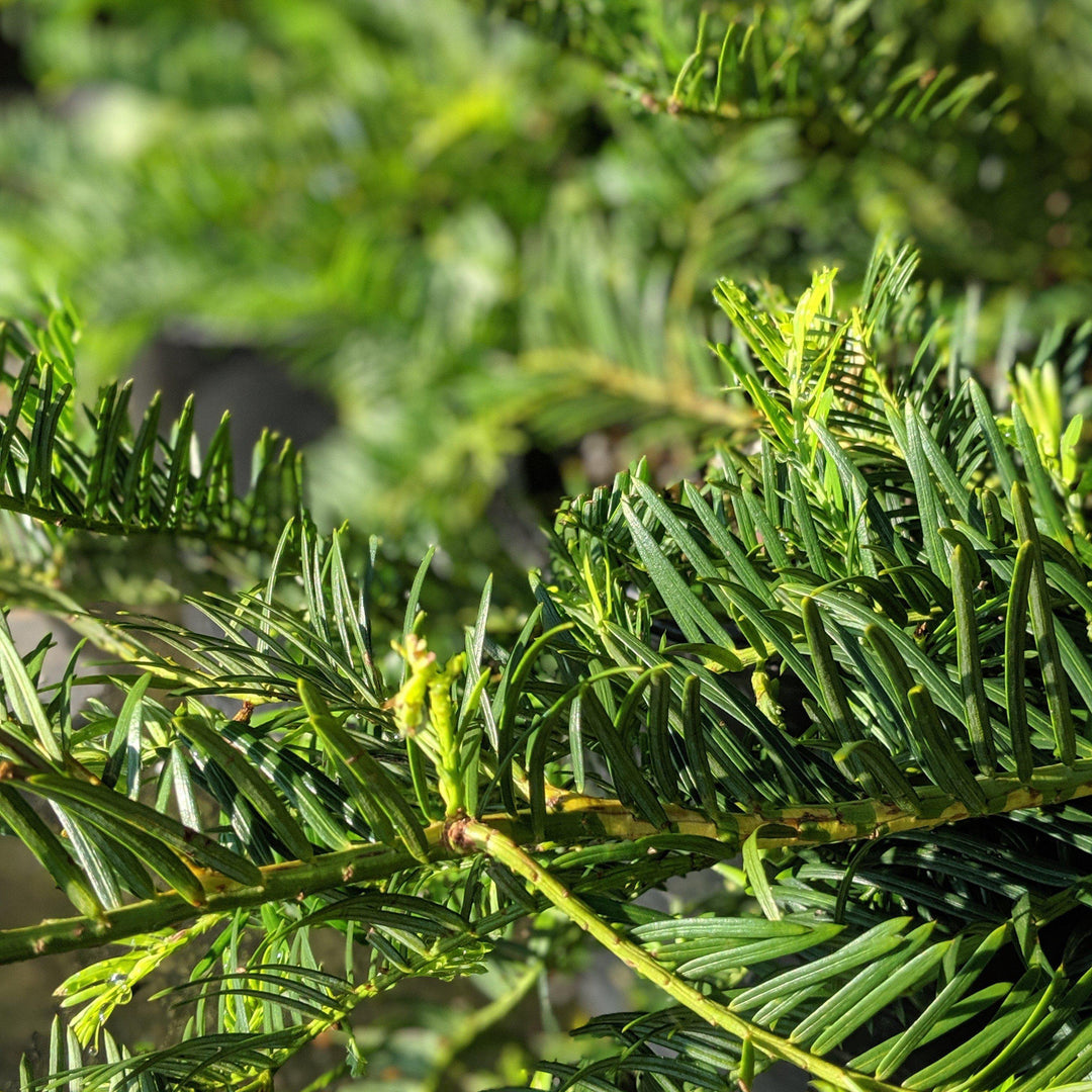 Cephalotaxus 'Ryan Gainey' ~ Ryan Gainey Plum-Yew - Delivered By ServeScape