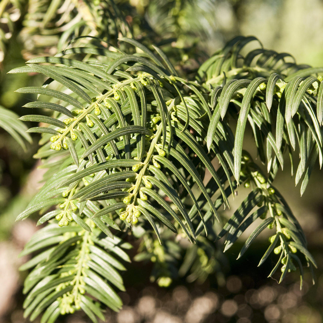 Cephalotaxus 'Sago' ~  Sago Plum-Yew - Delivered By ServeScape