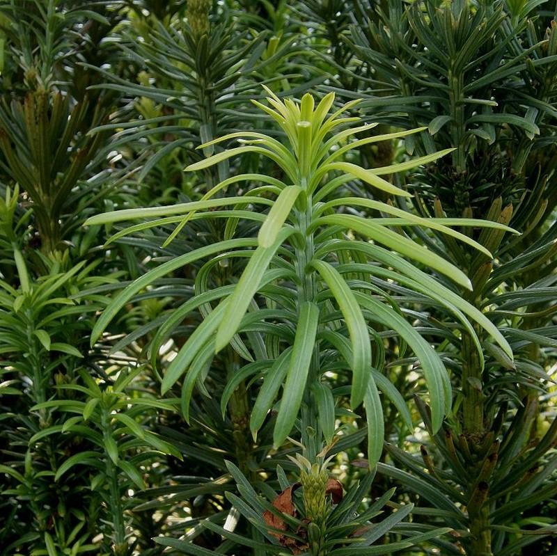 Cephalotaxus harringtonia 'Fastigiata' ~ Upright Japanese Plum Yew-ServeScape