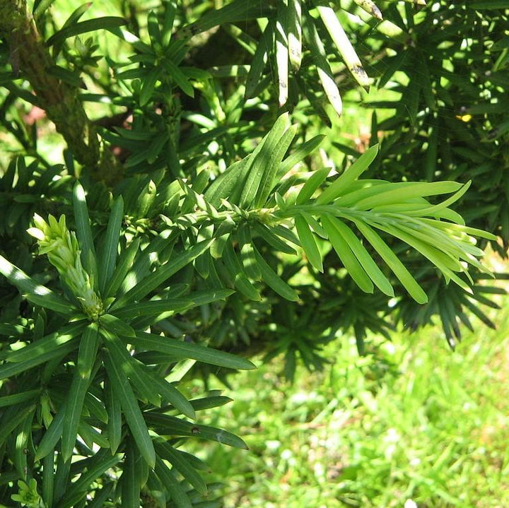 Cephalotaxus harringtonia 'Fastigiata' ~ Upright Japanese Plum Yew-ServeScape