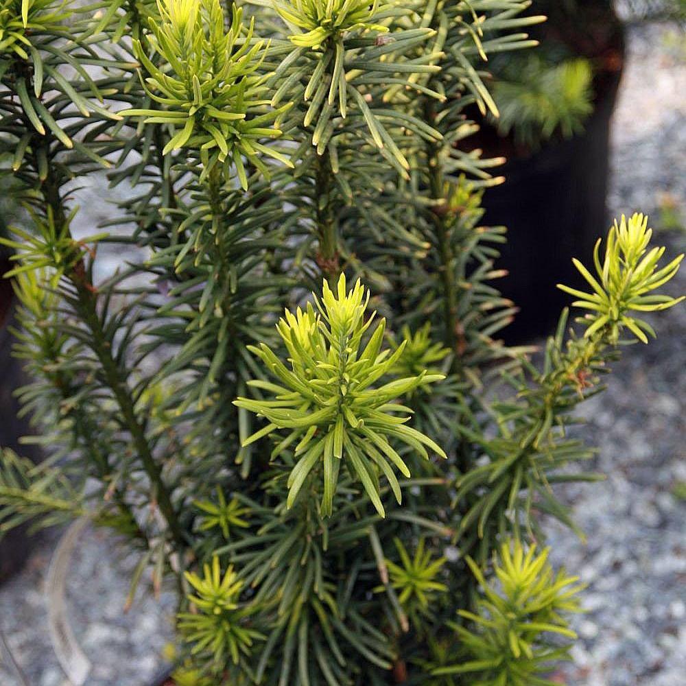 Cephalotaxus harringtonia 'Fastigiata' ~ Upright Japanese Plum Yew - Delivered By ServeScape