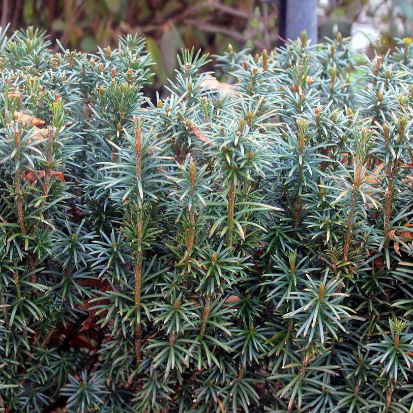 Cephalotaxus harringtonia 'Plania' ~ Yewtopia® Plania Plum Yew-ServeScape