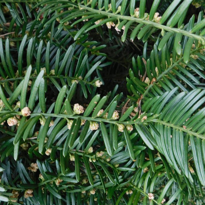 Cephalotaxus harringtonia ~ Plum-Yew - Delivered By ServeScape