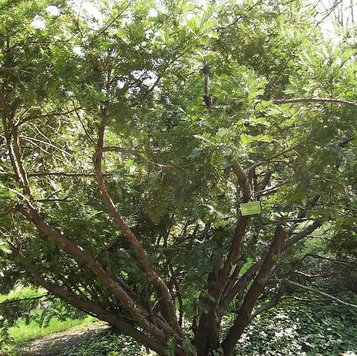 Cephalotaxus harringtonia ~ Plum-Yew-ServeScape