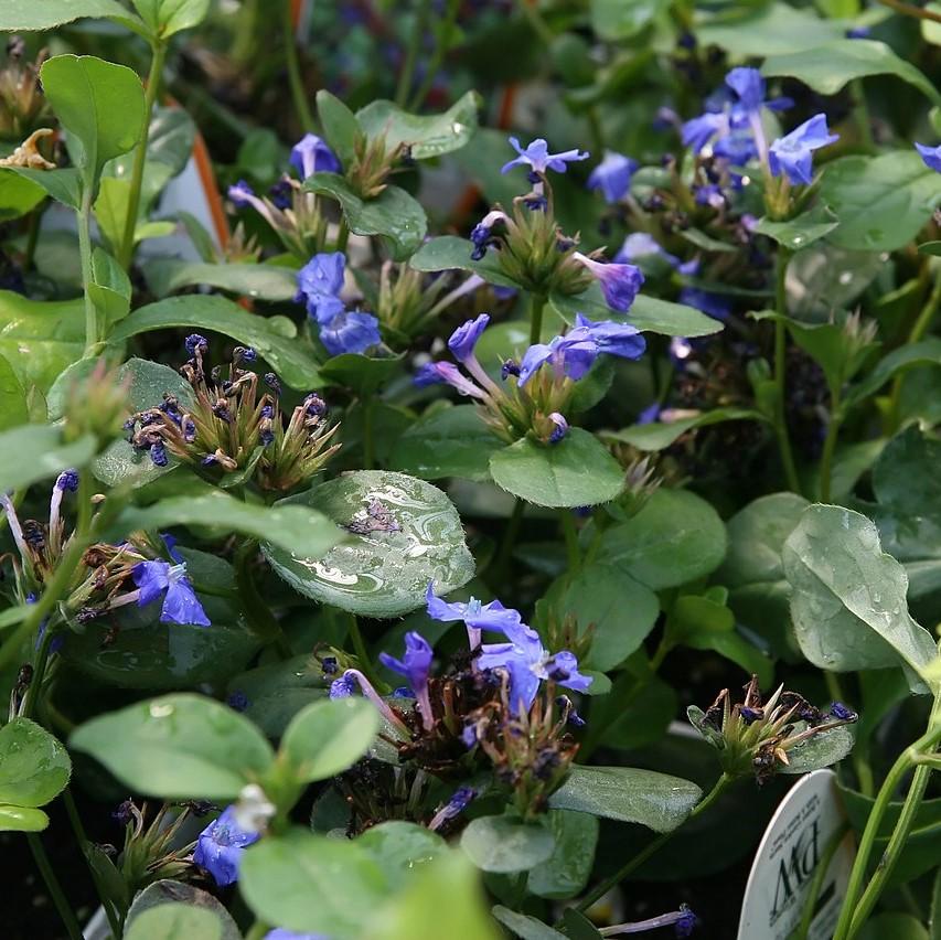 Ceratostigma plumbaginoides ~ Hardy Plumbago, Leadwort