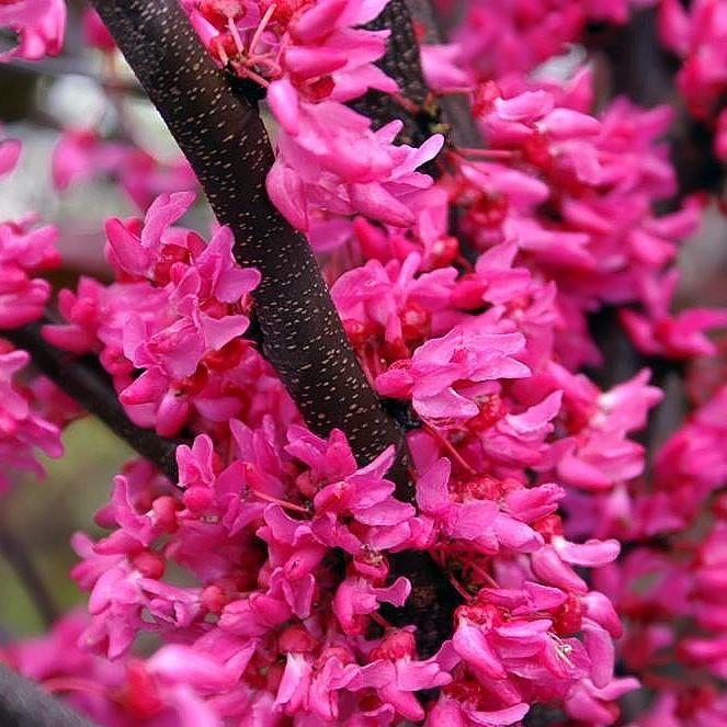 Cercis canadensis 'Appalachian Red' ~ Appalachian Red Redbud - Delivered By ServeScape
