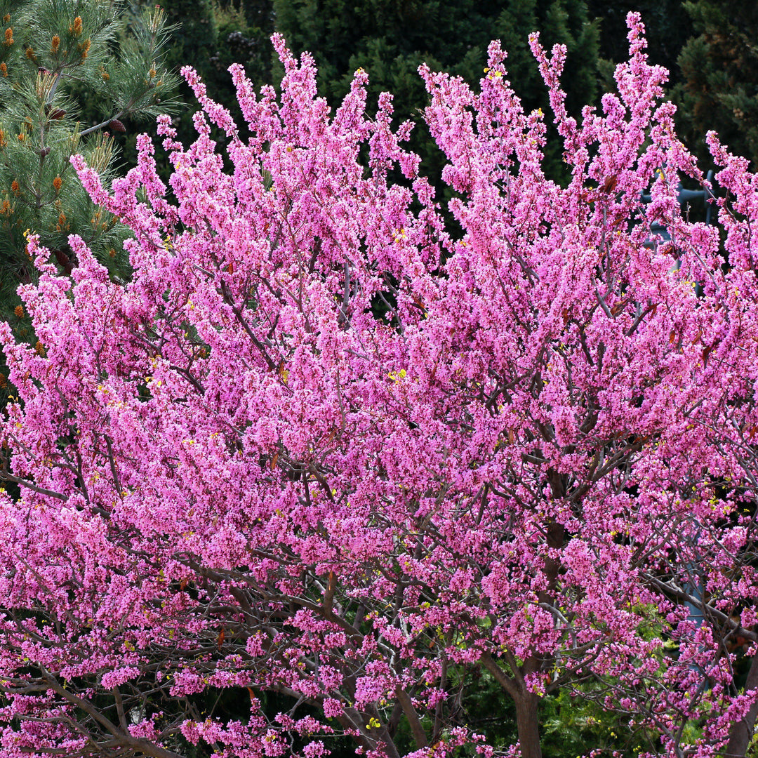Cercis canadensis 'Forest Pansy' ~ Eastern Redbud - Delivered By ServeScape