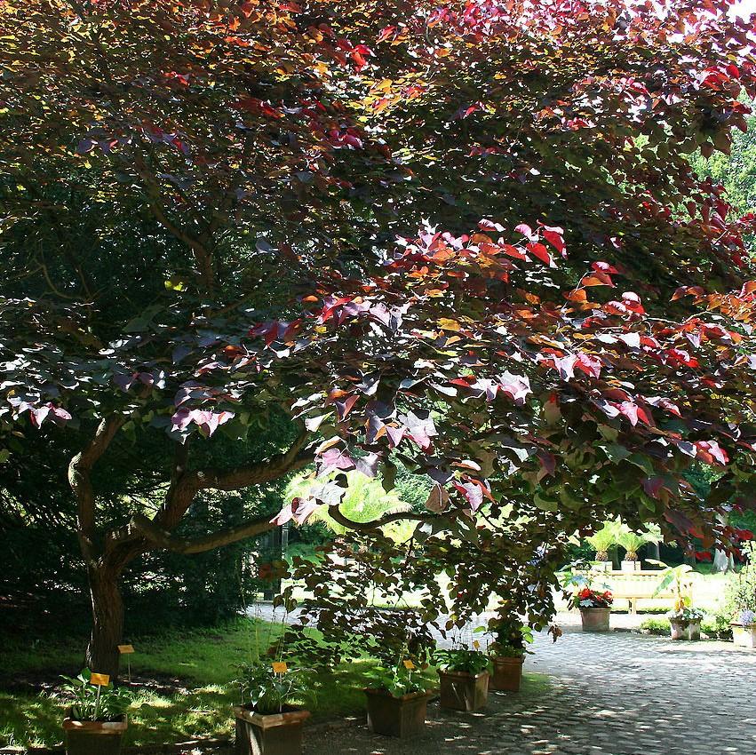 Cercis canadensis 'Forest Pansy' ~ Eastern Redbud-ServeScape