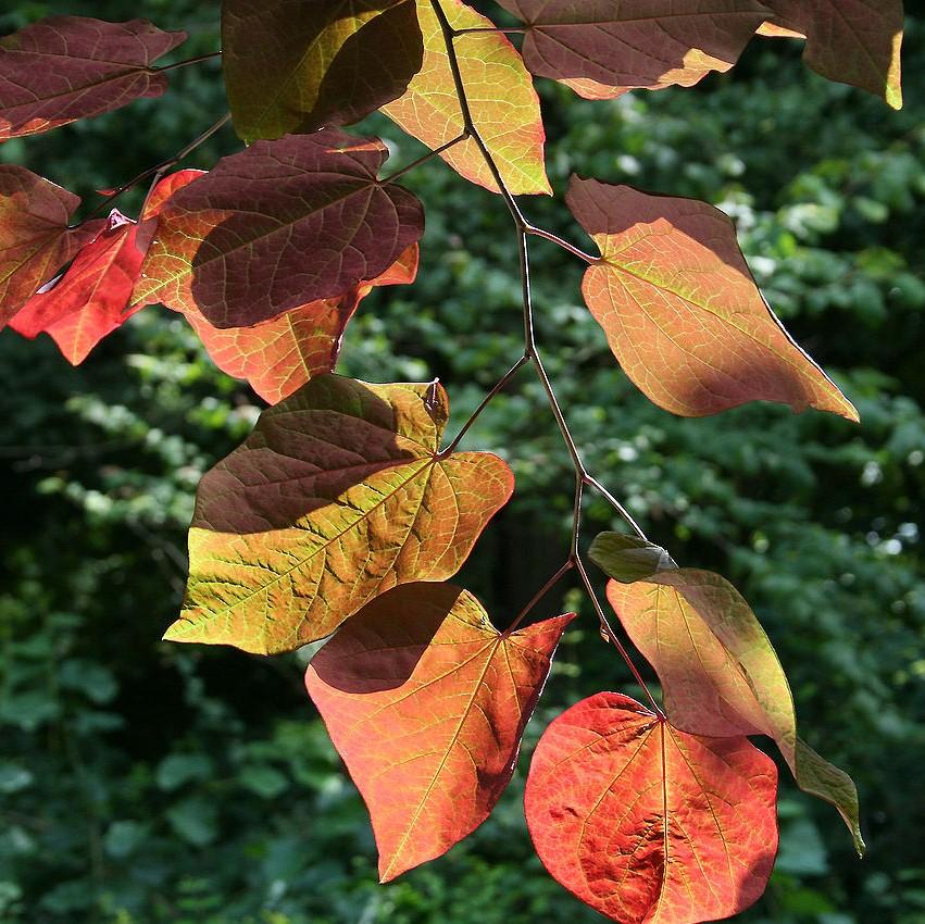 Cercis canadensis 'Forest Pansy' ~ Eastern Redbud-ServeScape