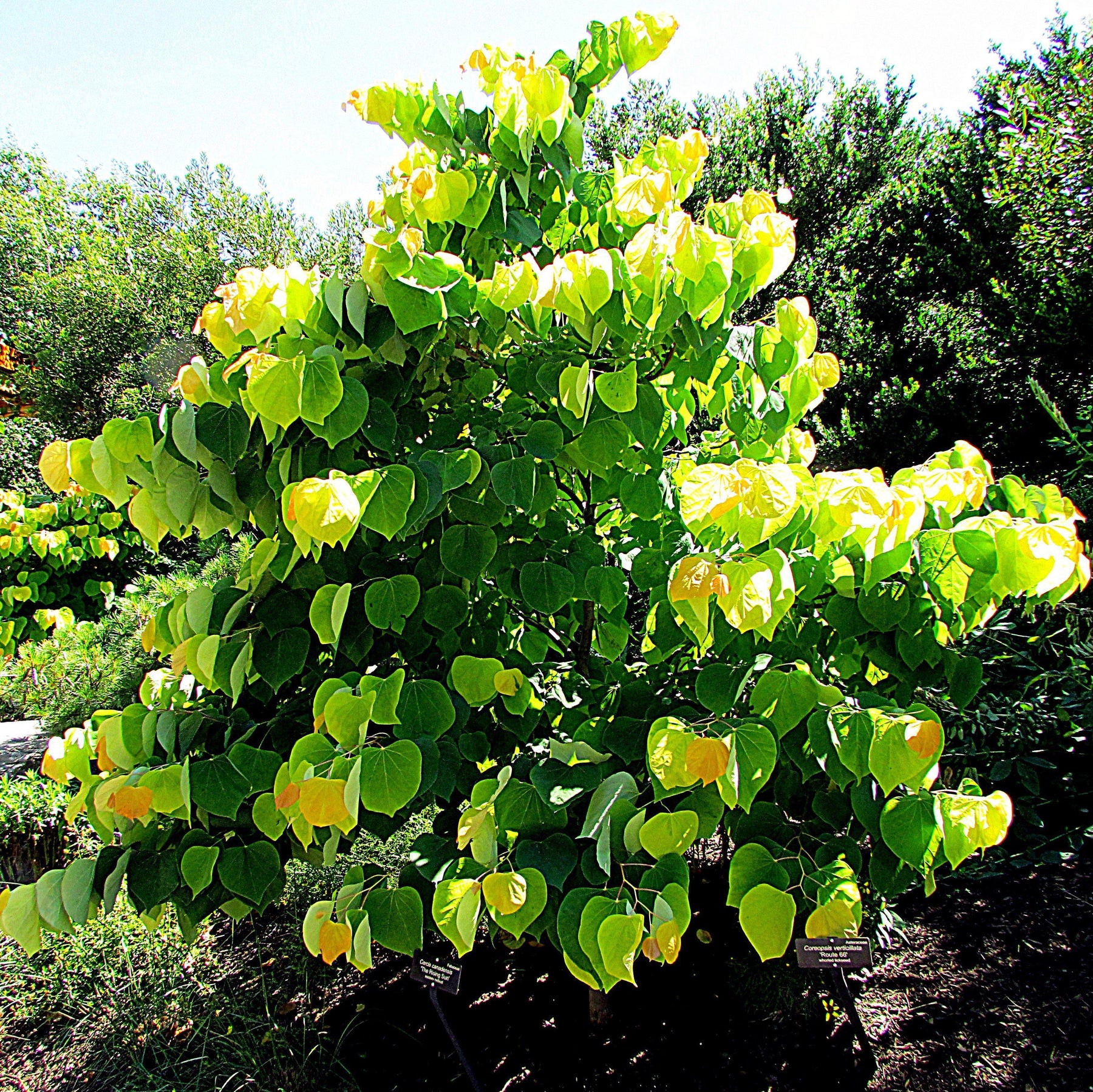 Cercise Rising Sun Rising Sun™ Eastern Redbud - Cercis canadensis 'JN2' PP1,451 – ServeScape
