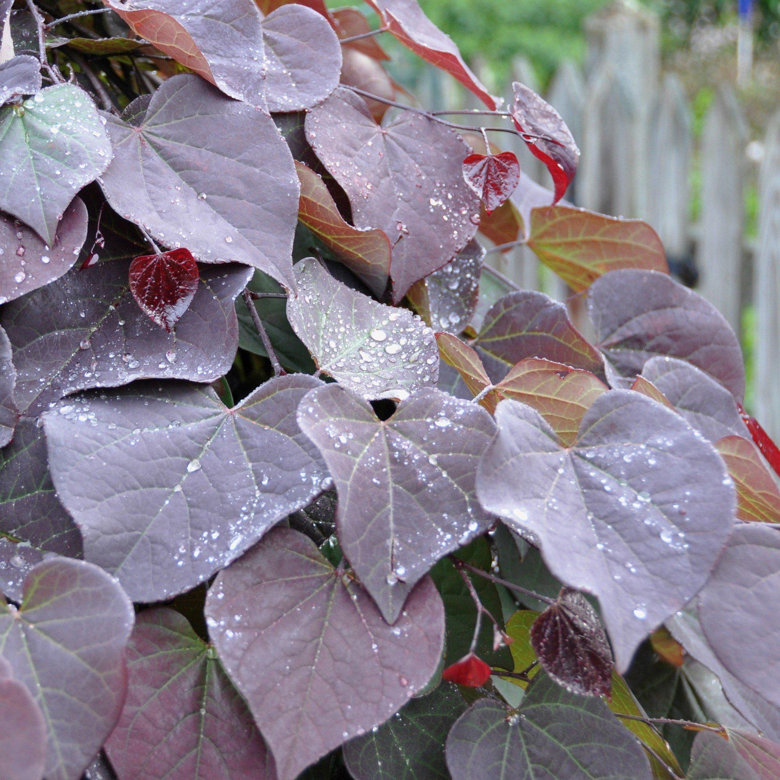 Cercis canadensis 'Ruby Falls' PP22,097 ~ Ruby Falls Weeping Redbud-ServeScape