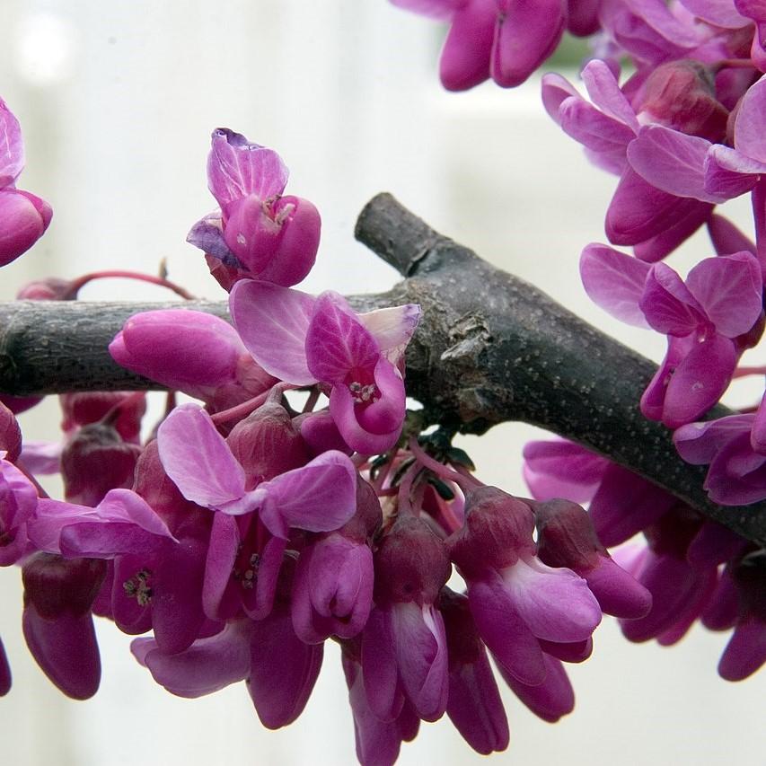 Cercis canadensis var. texensis 'Oklahoma' ~ Oklahoma Redbud-ServeScape