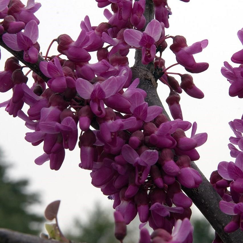 Cercis canadensis var. texensis 'Oklahoma' ~ Oklahoma Redbud-ServeScape