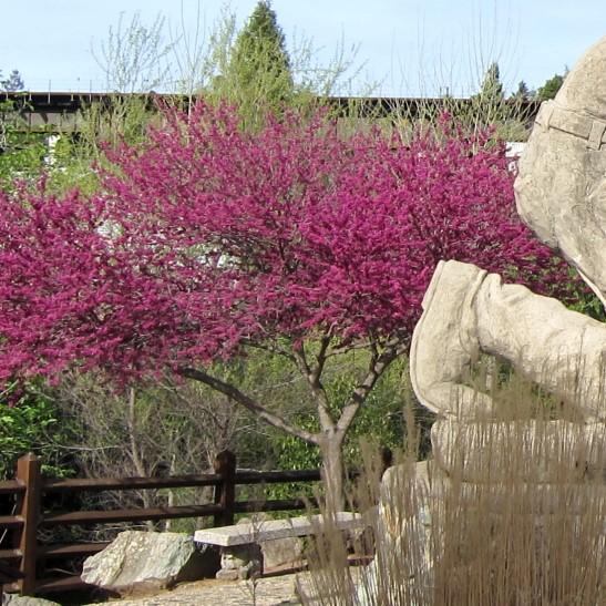 Cercis canadensis var. texensis 'Oklahoma' ~ Oklahoma Redbud-ServeScape