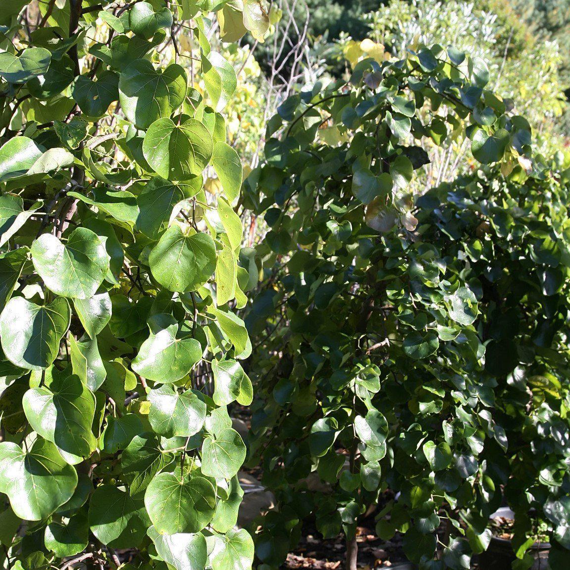 Cercis canadensis var. texensis 'Traveller' ~ Traveller Weeping Redbud-ServeScape