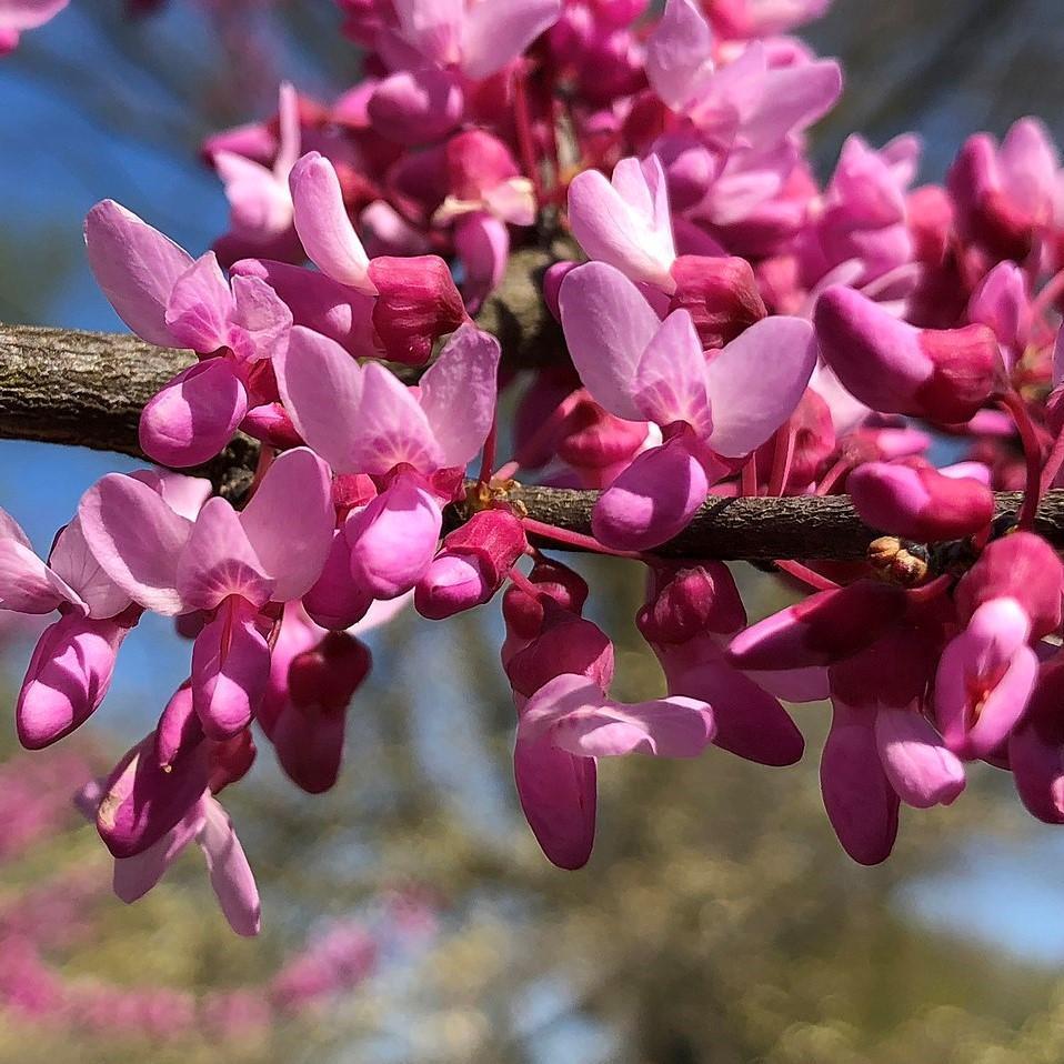 Cercis x 'Merlot' ~ Merlot Redbud - Delivered By ServeScape