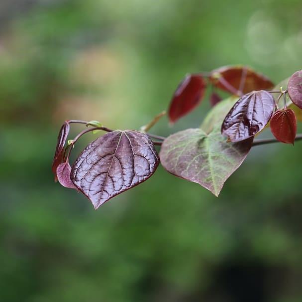 Cercis x 'Merlot' ~ Merlot Redbud-ServeScape