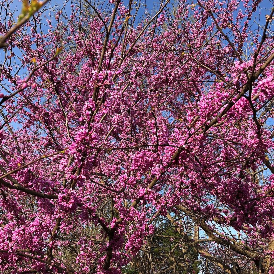 Cercis x 'Merlot' ~ Merlot Redbud-ServeScape