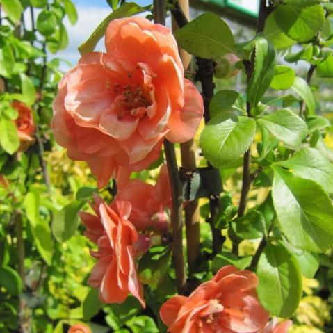 Chaenomeles x superba 'Cameo' ~ Cameo Flowering Quince - Delivered By ServeScape