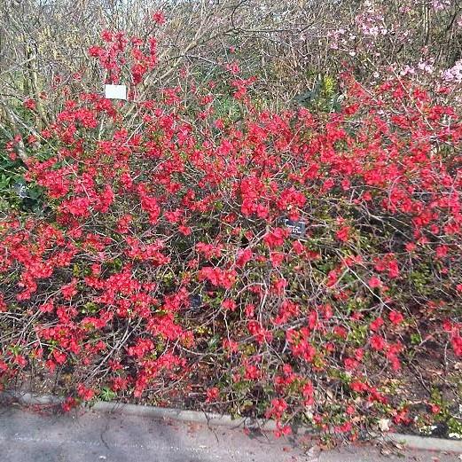 Chaenomeles x superba 'Crimson and Gold' ~ Crimson and Gold Flowering Quince-ServeScape